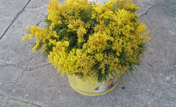 Early spring flowers - Mimoza